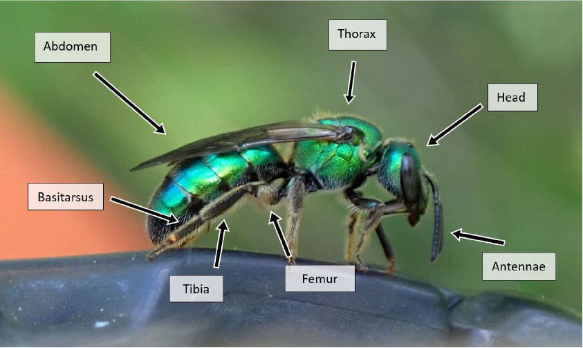 general morphology of a bee