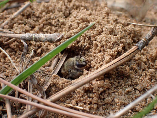 bee in a ground nest