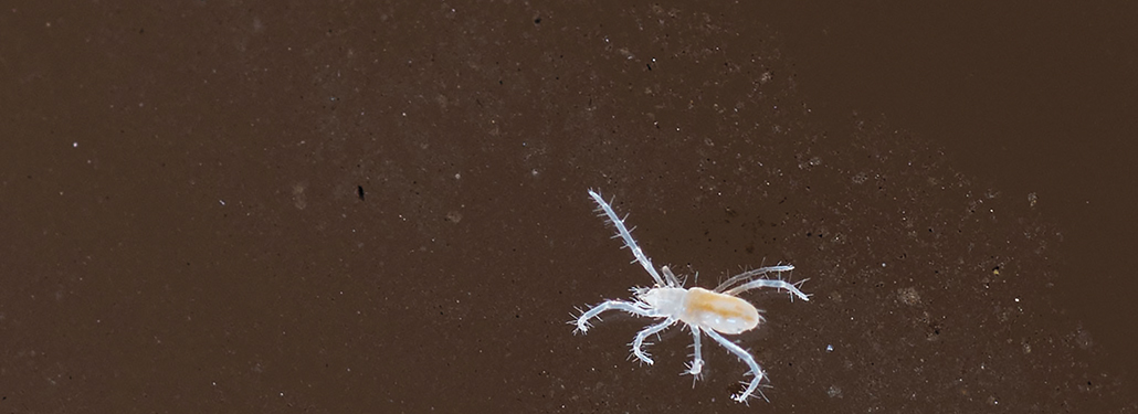 New spider species discovered in southern Indiana cave