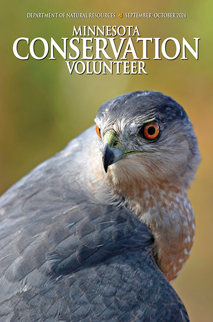 Minnesota Conservation Volunteer