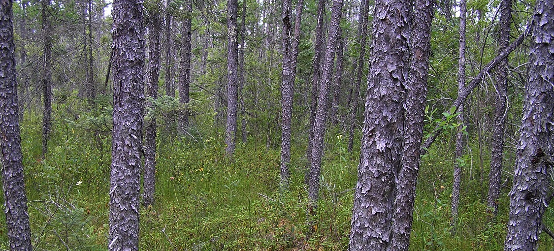 Northern Rich Tamarack Swamp (Western Basin)