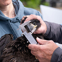 Image of a young eagle (chick) being measured by a team of people.