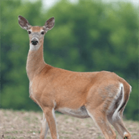 Deer season and CWD surveillance A deer with perked ears, stands still in the woods.