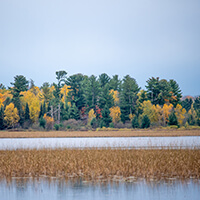 Strategic Land Asset Management A colorful forest in the Fall surrounded by water and marshland.