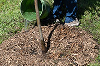 Person watering the ground around a tree.