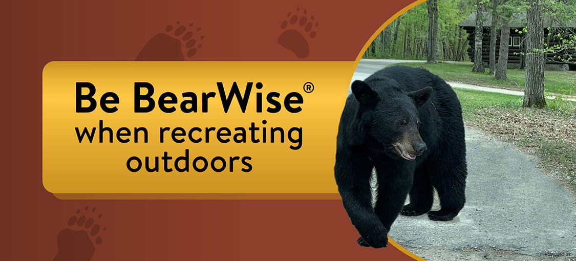 Bearwise recreation