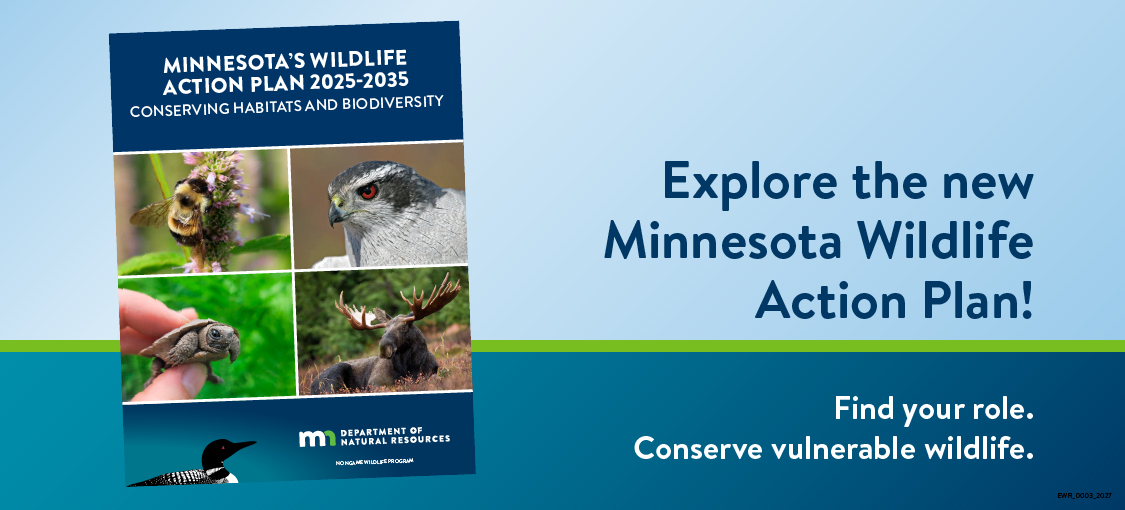 Explore the new Minnesota Wildlife Action Plan! Find your role. Conserve vulnerable wildlife. Minnesota's Wildlife Action Plan 2025-2035 Conserving Habitats and Biodiversity. DNR Nongame Wildlife program. Pictured: a bee, hawk, moose, turtle, and loon.