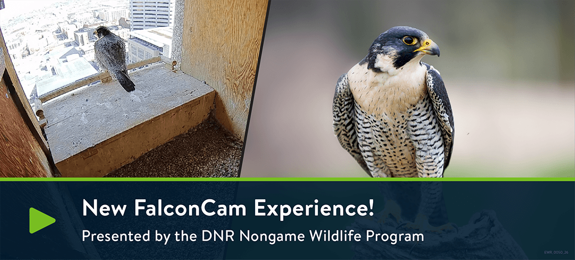 New FalconCam Experience! Presented by the DNR Nongame Wildlife Program. DNR FalconCam - a falcon perched in a box overlooking the city of St. Paul, Minnesota; a second image shows a falcon close up.