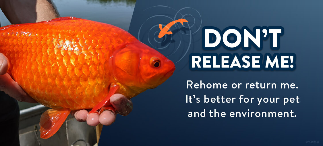 Don't Releae Me! Image of a large goldfish being held