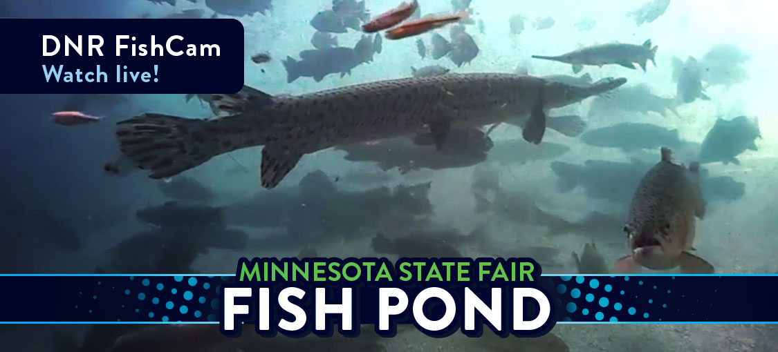DNR Fishcam Watch Live! DNR Minnesota State Fair Fish Pond. Watch Live!