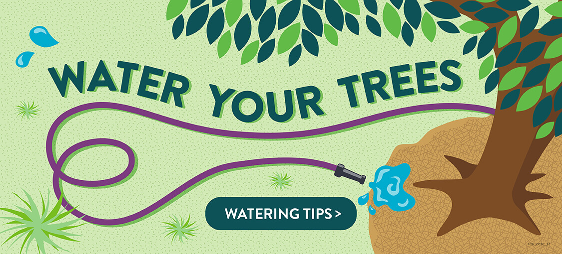 Water your Trees. Watering Tips An illustration of a purple hose waters the base of a tree with green leaves.
