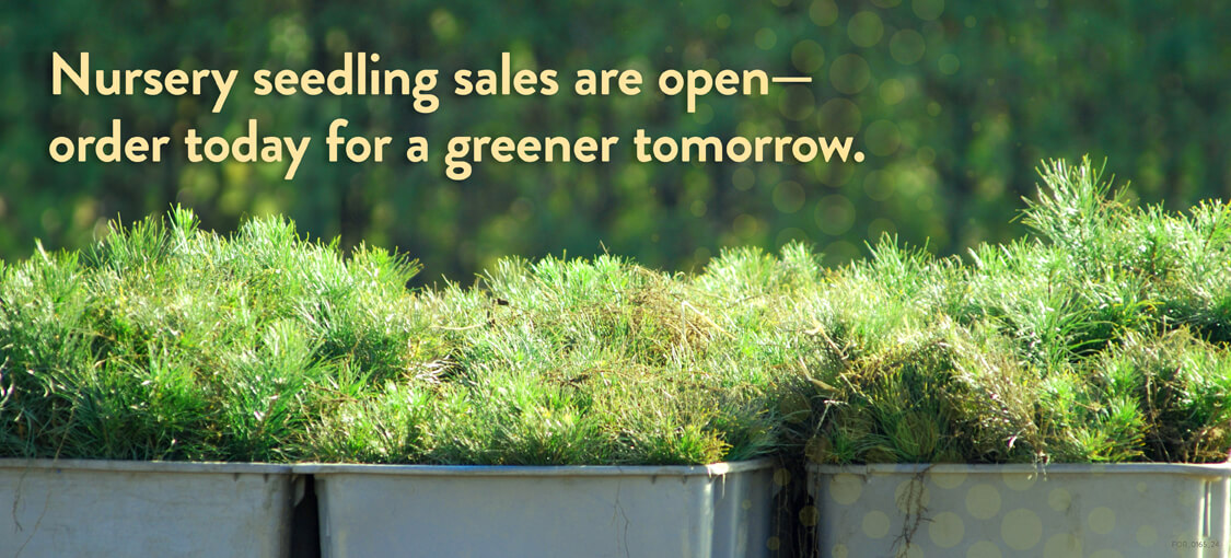 Minnesota Seedlings Sale; Order Today.