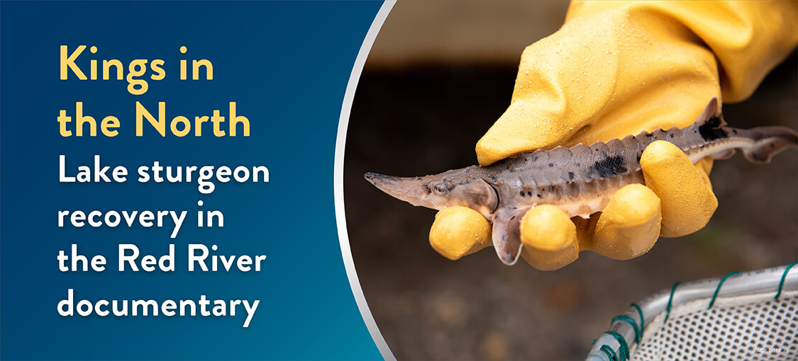 Kings of the North: Lake sturgeon recovery in the Red River documentary